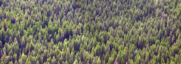 Albero di pino sfondo — Foto Stock
