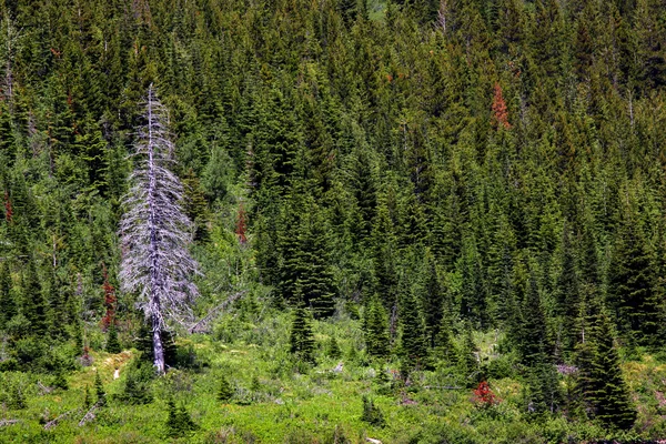 Samotny suche drzewo — Zdjęcie stockowe