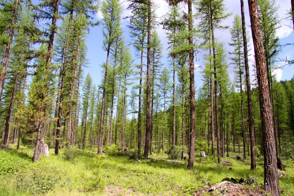 Tall pine trees — Stock Photo, Image