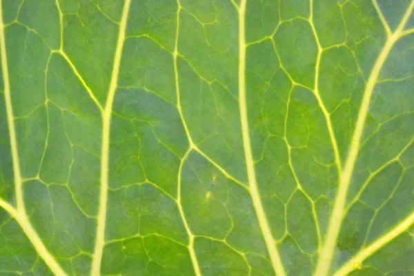 양배추 잎 — 스톡 사진