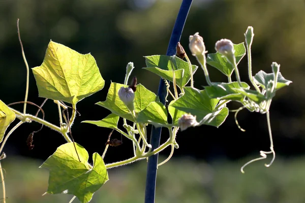 Zár megjelöl szemcsésedik-ból babnövény — Stock Fotó