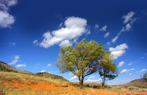 赤い岩の丘の上の 2 つの大きな木 — ストック写真