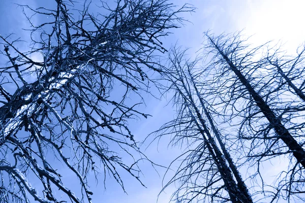 Tall burnt Pine trees — Stock Photo, Image