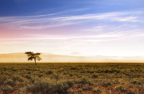 Красивая утренняя сцена в прериях — стоковое фото