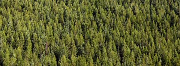 Vista panorámica de los pinos —  Fotos de Stock