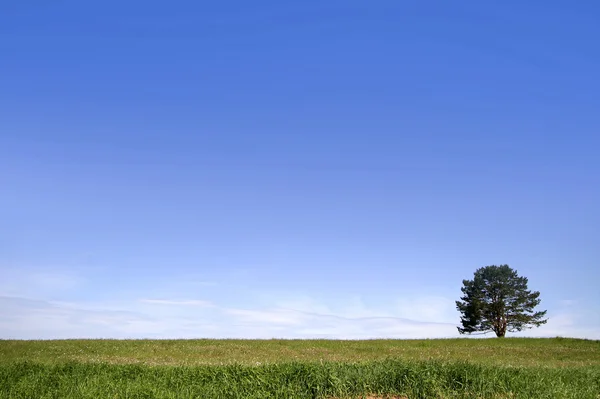 Einzelner Baum auf einer grünen Wiese — Stockfoto