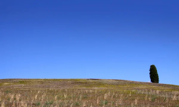 Arbre unique dans une prairie verte — Photo