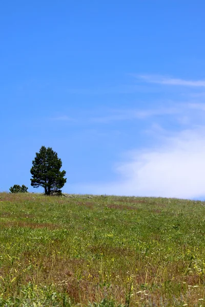 Árbol único — Foto de Stock