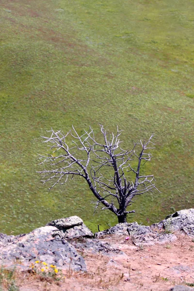 丘の端に乾燥プラント — ストック写真