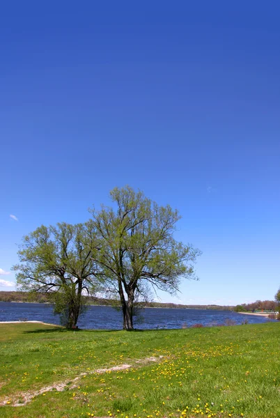 Два дерева у озера — стоковое фото