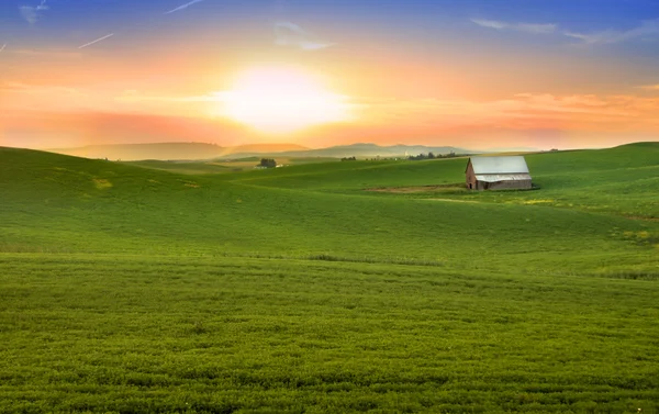 Пшеничні поля під вечірнім сонячним світлом — стокове фото