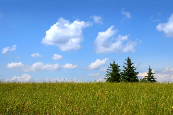 Three pine trees in a meadow — Stock Photo, Image
