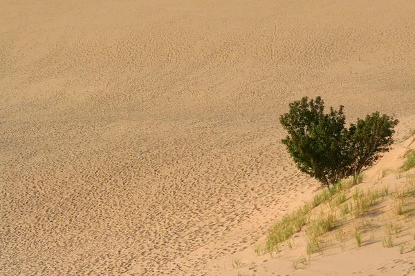 在沙漠中的单个树 — 图库照片