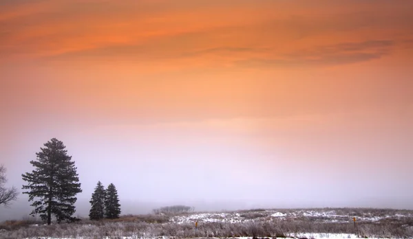 Mlha zimní scéna — Stock fotografie