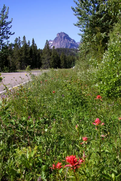 Dzikie kwiaty przy drodze — Zdjęcie stockowe