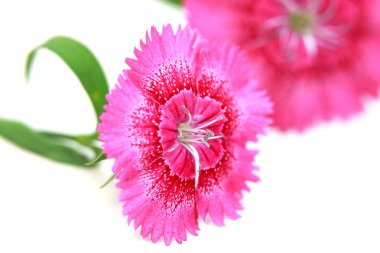 Dianthus çiçekler