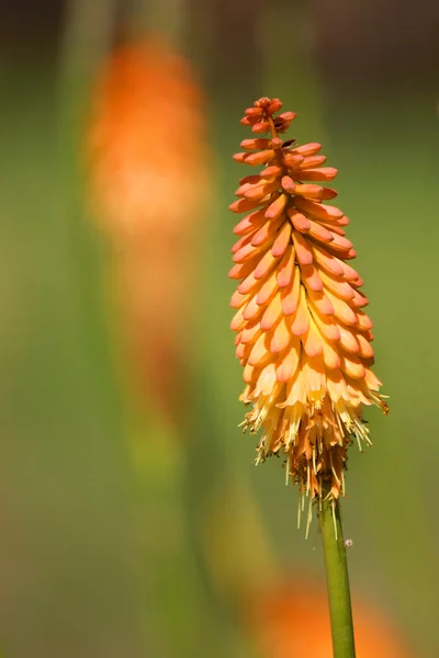 レッド ジンジャーの花 — ストック写真