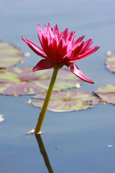 Flor de lírio de água — Fotografia de Stock