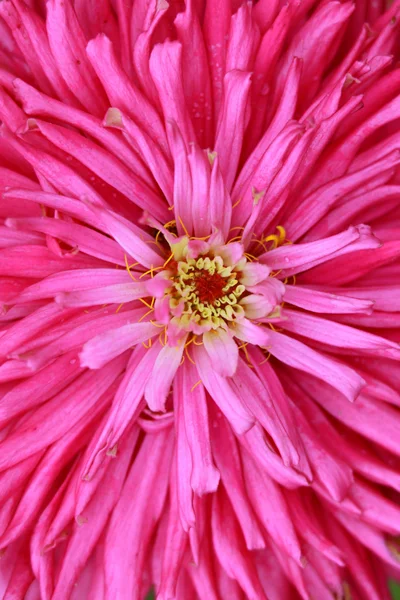 Zinnia flower — Stock Photo, Image