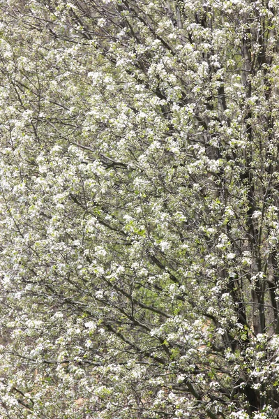 Весна фон — стоковое фото