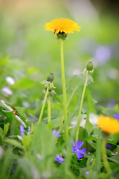 Pampeliška květin — Stock fotografie
