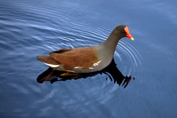 Морская курица в голубом озере — стоковое фото