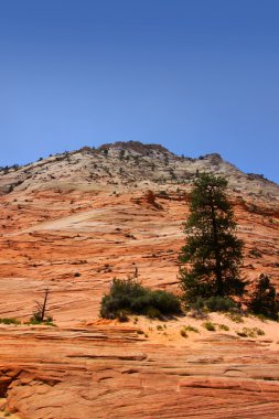 Zion national park