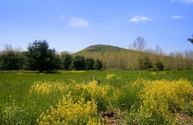 Allegheny national forest in Pennsylvania clipart