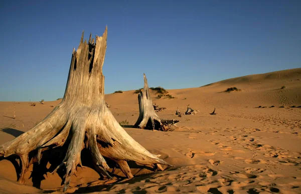 Mrtvé stromy v poušti — Stock fotografie