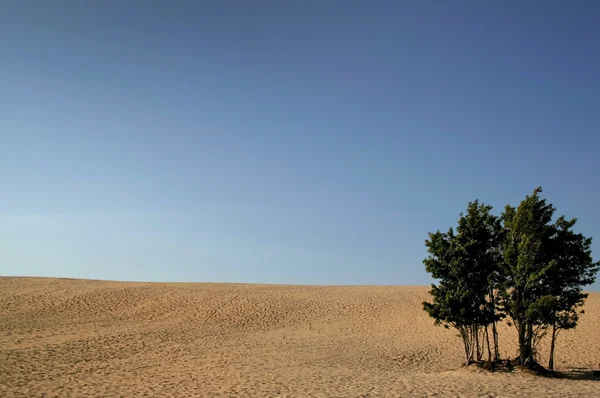 Pouštní krajina — Stock fotografie