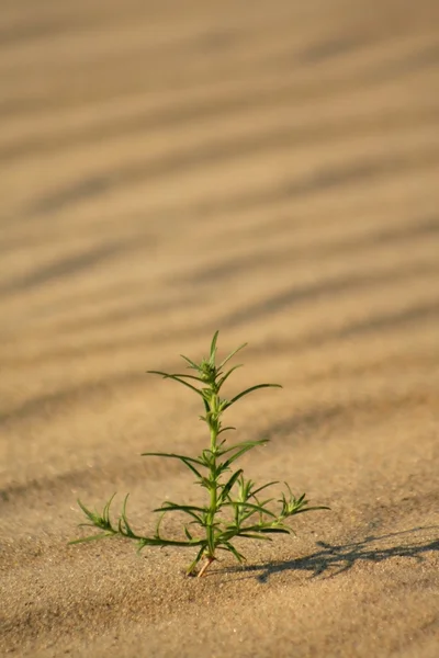 stock image Plant In The Desert