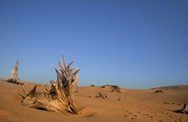 Мертвые деревья в пустыне — стоковое фото