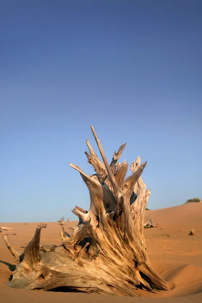 Árvores mortas no deserto — Fotografia de Stock
