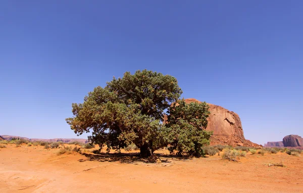 stock image Single big tree in the desert