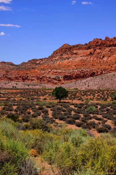Peisaj deșert — Fotografie, imagine de stoc