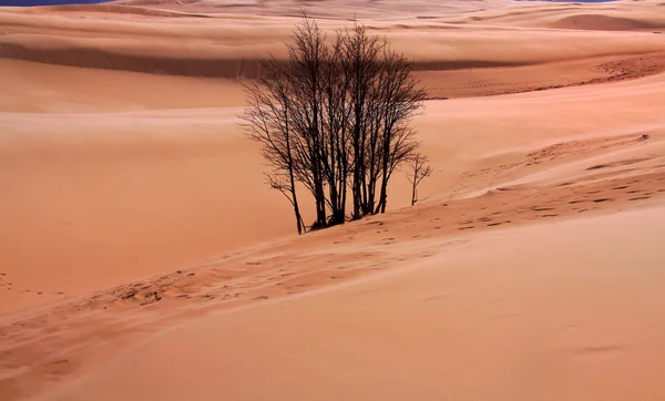 Landscsape del desierto — Foto de Stock
