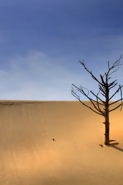 単一のツリー、砂漠で — ストック写真