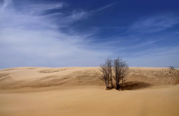 Cena do deserto — Fotografia de Stock