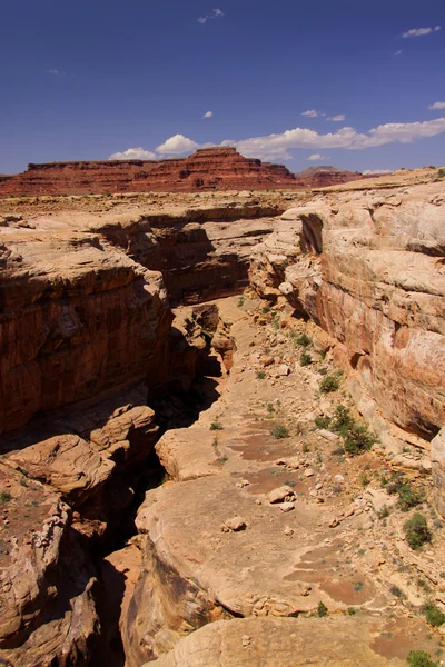 Colorado river canyon — Stock Photo, Image