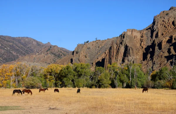 大草原の放牧の馬 — ストック写真