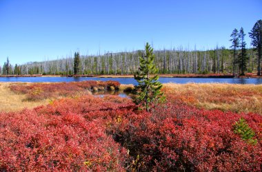 Yellowstone Milli Parkı