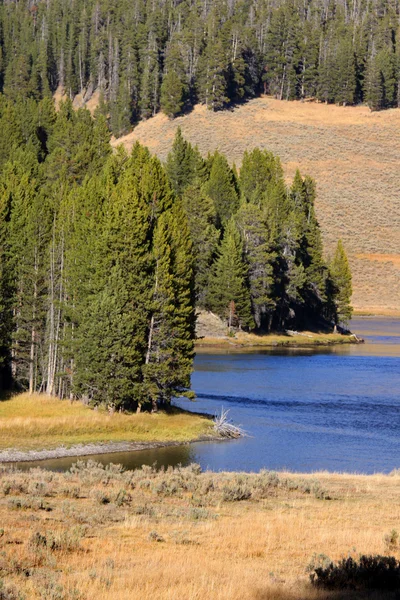 湖のほとりに松の木 — ストック写真
