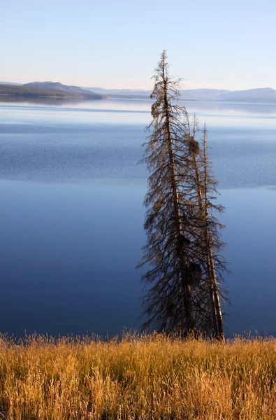 Сосны у озера — стоковое фото