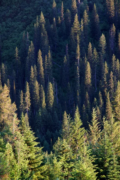 Alberi di pino — Foto Stock