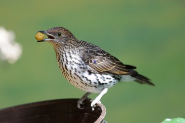 Small Sparrow bird clipart