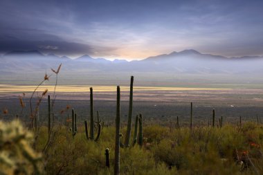 Sonoran desert clipart