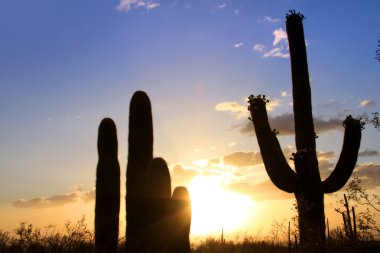 Saguaro Ulusal Parkı