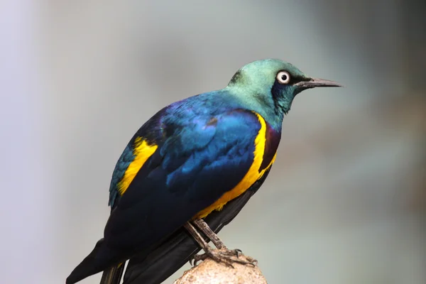 Gold breasted Starling — Stock Photo, Image