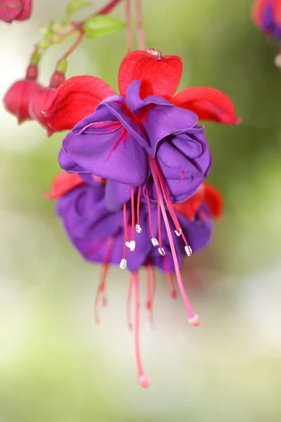 紫红色花 — 图库照片