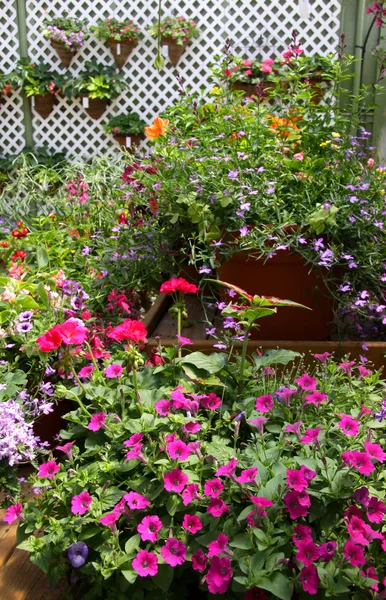 Flowering pots — Stock Photo, Image